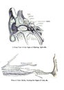 Informative illustration of the human organ of hearing