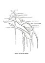 Informative illustration of the plan of the human brachial Plexus Royalty Free Stock Photo