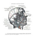 Informative illustration of the veins of a human head and neck