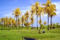 Infra red paddy field and coconut tree landscape wisata sawarna Indonesia