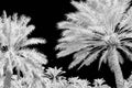 Infra red photo of date palms