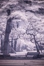 Infra-red photo Landscape garden tree and grass