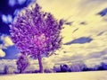 Infra Red Photo of a tree, with slight movement on the tree edges and a bright white floor of grass.