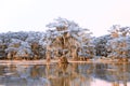 Infrared Cypress Trees on Caddo Lake-3