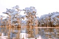 Infrared Cypress Trees on Caddo Lake-4 Royalty Free Stock Photo