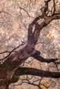 Infrared effect, a low-angle view of tree trunk and its branches Royalty Free Stock Photo