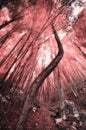 Into the Infrared forest. Royalty Free Stock Photo