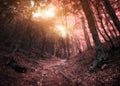 Into the Infrared forest. Royalty Free Stock Photo