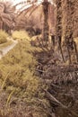 image of a drainage stream along the plantation pathway. Royalty Free Stock Photo