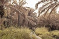 image of a drainage stream along the plantation pathway. Royalty Free Stock Photo