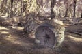 infrared image of the fallen decompose tree trunk on the ground Royalty Free Stock Photo
