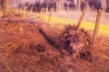 the fallen decompose tree trunk at the plantation Royalty Free Stock Photo
