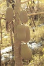 image of the flower buds and fruits on the papaya trunk.