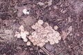 image of the inedible wild mushrooms.