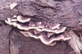 image of the inedible wild mushrooms.