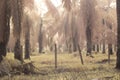 the misty morning at the palm oil plantation Royalty Free Stock Photo