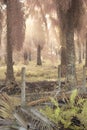 the misty morning at the palm oil plantation Royalty Free Stock Photo