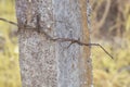 the old rusty wasting barb-wired on the concrete pole Royalty Free Stock Photo