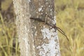 the old rusty wasting barb-wired on the concrete pole Royalty Free Stock Photo