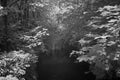 infrared image of a small river Royalty Free Stock Photo