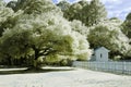 Infrared landscape photo