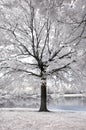 Infrared landscape