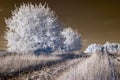 Infrared landscape