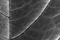 Infrared Leaf Texture With Visible Stomata Covering The Epidermis Layer Royalty Free Stock Photo