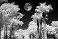 Full Moon Palm Lagoon in Infrared