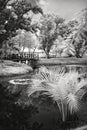Infrared photo on a pond Royalty Free Stock Photo