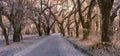 Infrared photo of road and forest canopy Royalty Free Stock Photo