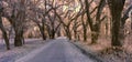 Infrared photo of road and forest canopy