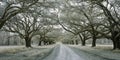 Infared avenue of oaks Royalty Free Stock Photo