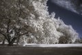 Infrared photo of summer trees