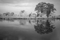 Infrared photo of a tree reflecting in the water