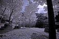 Infrared photo- tree,rock,girl