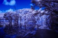 Infrared photograph of flooding in Blundells Creek near the Hawkesbury River in Australia