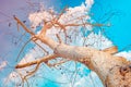 Infrared photography, a barren tree viewed from a low angle, emphasizing its trunk and branches reaching toward the sky Royalty Free Stock Photo