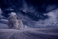 Infrared photography - ir photo of landscape with tree under sky with clouds - the art of our world and plants in the infrared cam Royalty Free Stock Photo