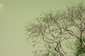 Infrared photography, a tree with a mostly bare, intricate network of branches