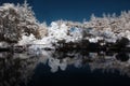 Infrared Pond with Trees