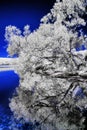 Infrared River Bank Royalty Free Stock Photo