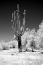 Infrared Saguaro Cactus cereus giganteus Arizona USA