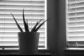 Infrared silhouette of an aloe vera plant