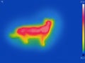 Infrared Thermal image of domestic cat Royalty Free Stock Photo