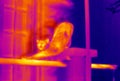 Infrared thermographic image Royalty Free Stock Photo