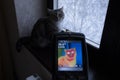 Infrared thermovision image of the cat sitting on the windowsill. Royalty Free Stock Photo