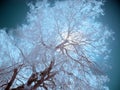 Infrared Trees, Death Valley