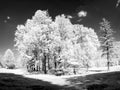 Infrared trees Royalty Free Stock Photo