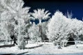 Infrared view of foilage and trees shot with 665 nanometer converted dedicated camera Royalty Free Stock Photo